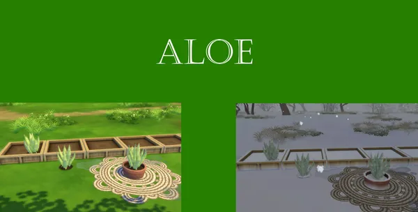 Aloe Harvestable